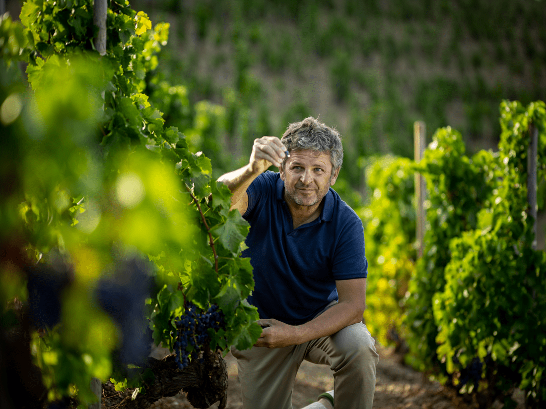 Álvaro Palacios prüft die Weinreben in seinem Rebberg.
