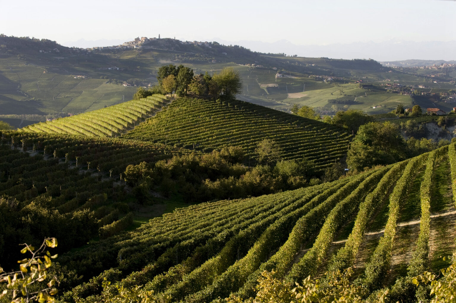 Die Weinberge von Vietti im Piemont